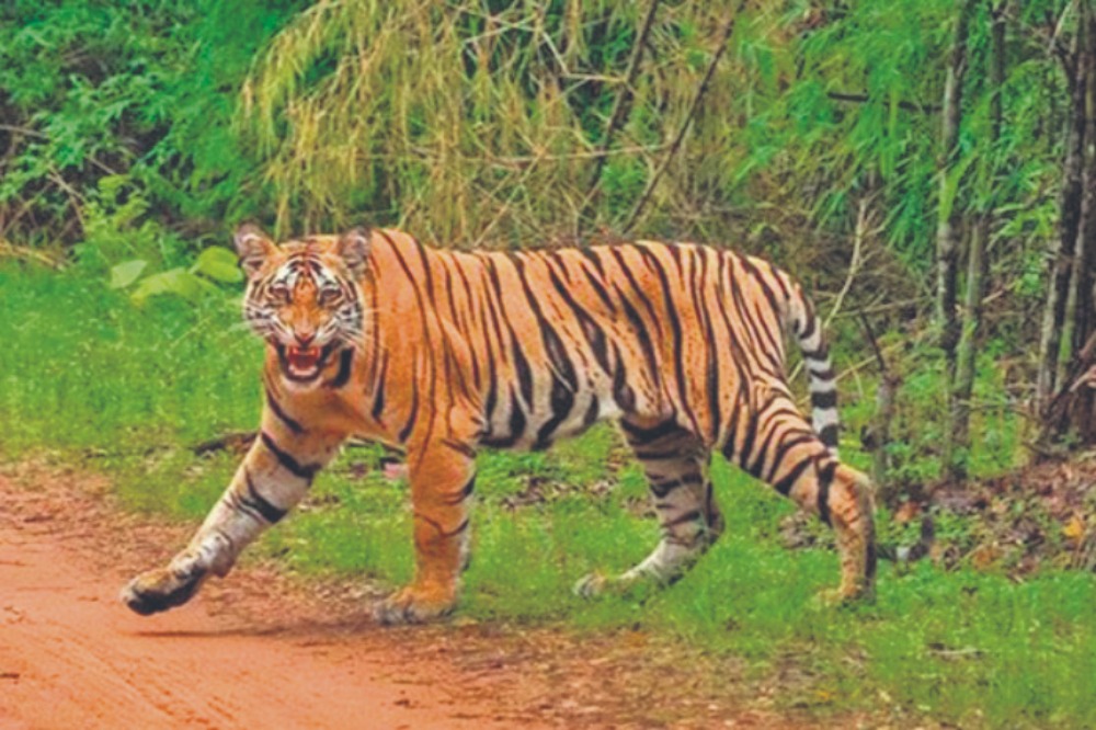 ताडोबाची माया